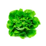 Lechuga Hidropónica Española